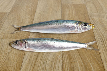 Indian oil sardine