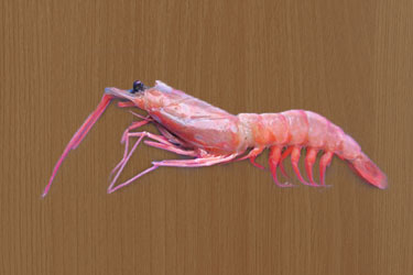 Goinar Shrimp